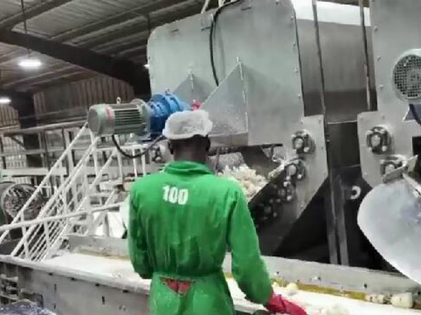 Sweet-Potato-Cassava-Washing-Peeling-Machine.jpg